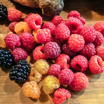 il frutteto il frutteto