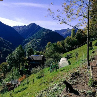 il frutteto il frutteto