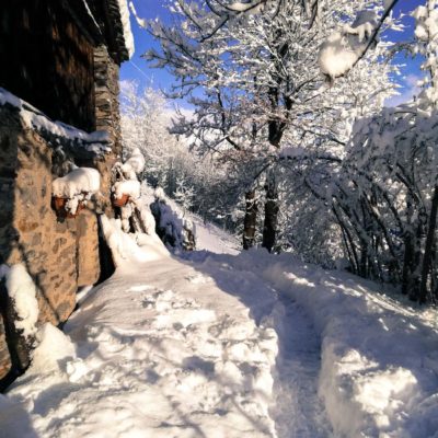 il frutteto il frutteto