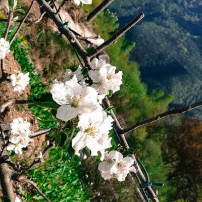 il frutteto il frutteto