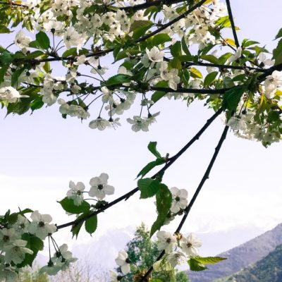 il frutteto il frutteto