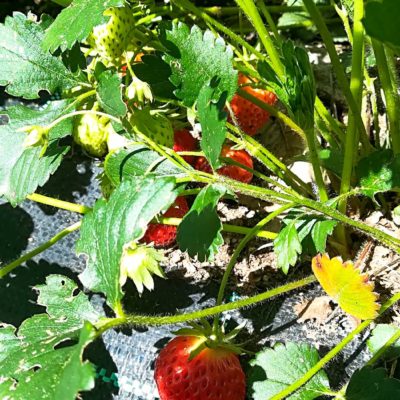 il frutteto il frutteto