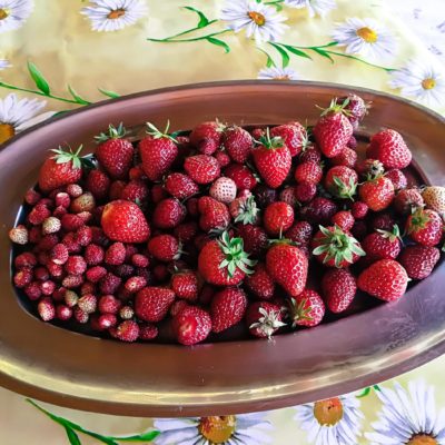 il frutteto il frutteto