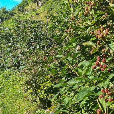 il frutteto il frutteto