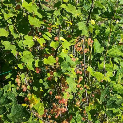 il frutteto il frutteto