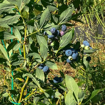 il frutteto il frutteto