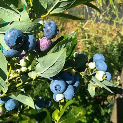 il frutteto il frutteto