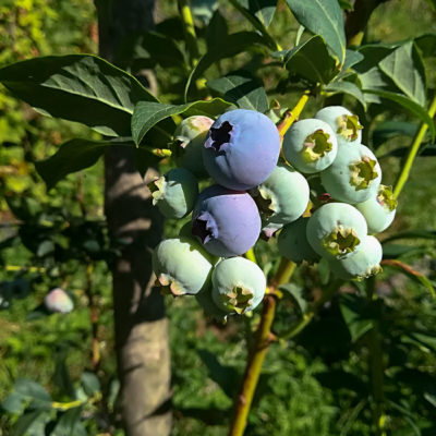 il frutteto il frutteto