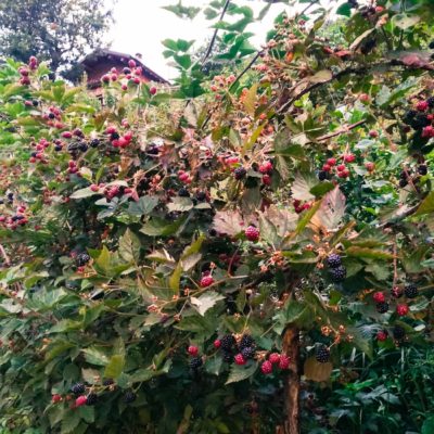 il frutteto il frutteto