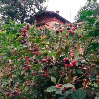 il frutteto il frutteto